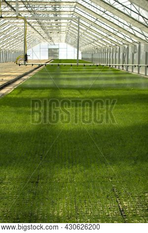 Green Seedlings Of Coniferous Trees. A Greenhouse For Growing Plants And Trees.