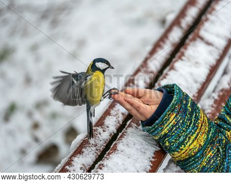 The Great Tit Eats Seeds From A Palm Of Little Boy. A Tit Bird Sitting On The Hand And Eating Seeds.