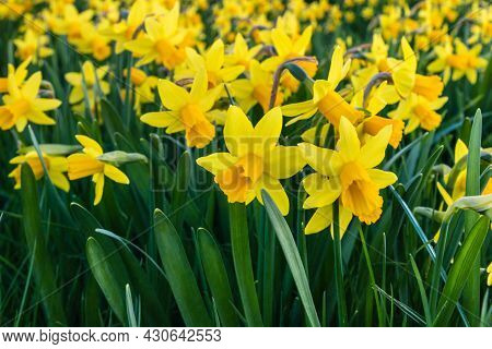 Field Of Yellow Dwarf Daffodils In Bloom Background