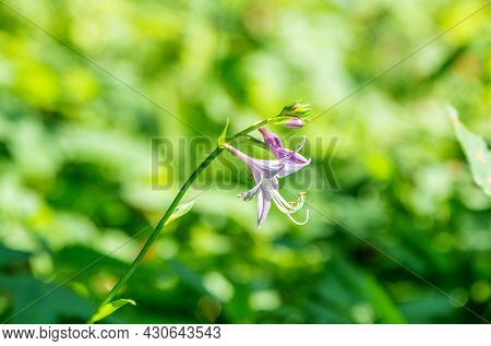 Beautiful Blooming Hosta Clausa With Purple Flower Growing On The Meadow. Summer Nature.