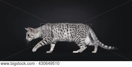 Excellent Egyptian Mau Cat, Creeping Side Ways. Looking Straight Ahead Away From Camera Showing Patt