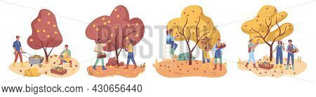 People Gather Apples Crop In Boxes, Farmers Collect Ripe Fruits From Trees, Flat Cartoon Characters.