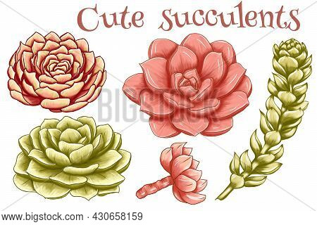 Cute Rich Colored Succulents, Bright Pink And Light Green Desert Plants, Lovely Mexivcan Botanica, S