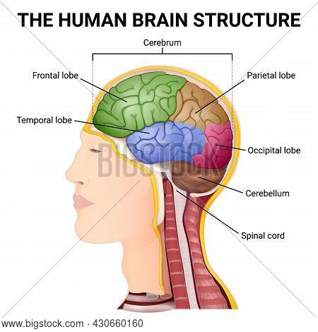 Structure Of The Cerebrum, Anatomical Poster, The Location Of The Brain In The Head