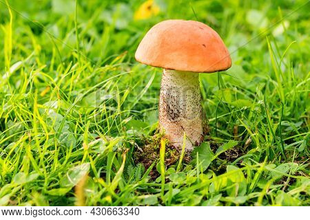 Forest Edible Raw Boletus Mushroom Close-up On A Blurred Background.
