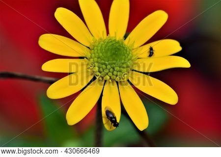 Fly On A Yellow Flower Against A Red Background