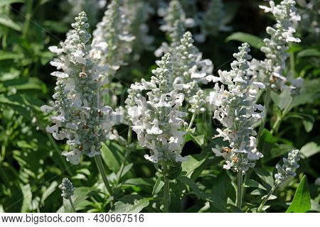 Blooming Marwa, A Species Of Sage (latin - Salvia)