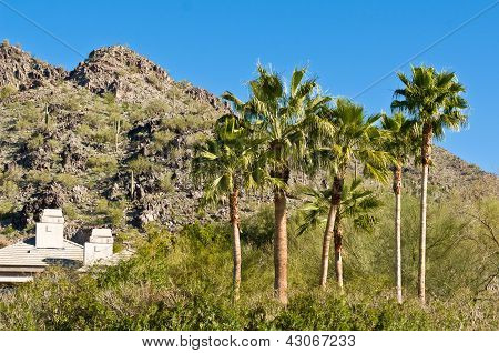 Palmiers en Arizona