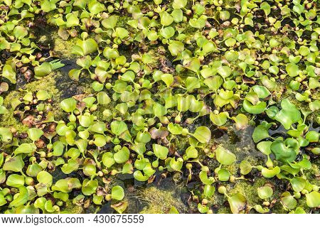 Lots Of Green Eichhornia Crassipes Aquatic Plants In The Lake