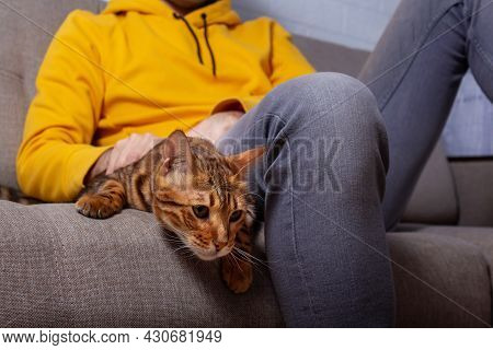 Unrecognizble Caucasian Young Man Sitting On Couch With His Bengal Cat. Yellow And Grey Colors In Ch