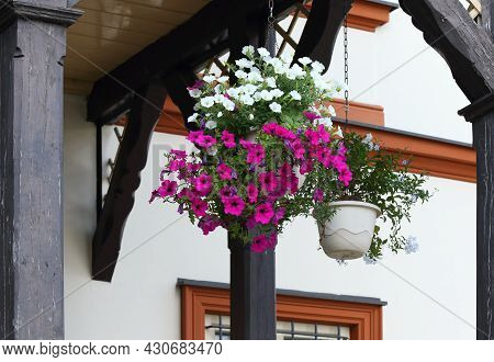 Beautiful Red And White Petunias In Hanging Basket. Lat. Petunia Atkinsiana, Hanged Under The Rural 