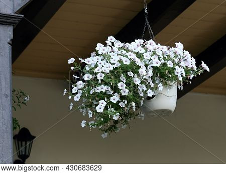 Beautiful White Petunias In Hanging Basket. Lat. Petunia Atkinsiana, Hanged Under The Rural Ceiling 