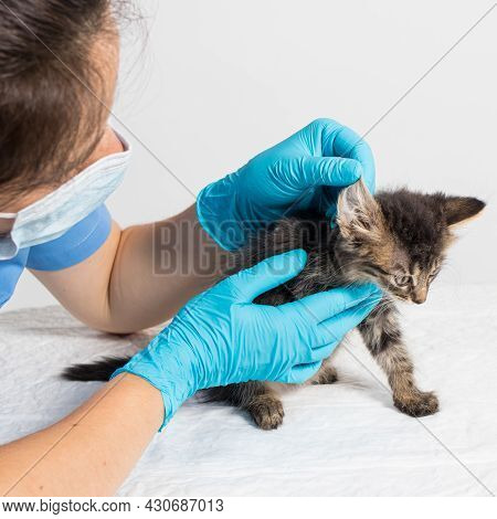 The Veterinarian Examines The Kittens Ear. Ear Parasites, Otitis, Diseases In Animals And Cats.