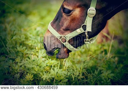 A Foal Of A Sports Horse Eats Grass. Portrait Of A Brown Colt. The Sports Foal In A Halter In The Le