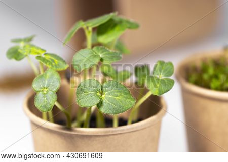 Microgreens Closeup. Young Green Sprouts For Food In Paper Cup. Diet Food. Herbal Growing. Healthy E