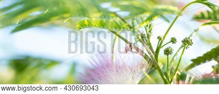 Close-up Of The Fies And Flowers Of The Southern Tree Albitsia Lenkoran On A Blurred Background