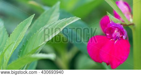 Orchids Flowering In The Garden, Pink Cymbidium Or Boat-orchid Flowers Against Green Leaves, Close-u
