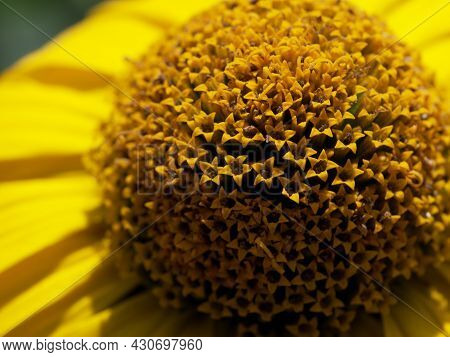 Center Of The Yellow Flower, Close-up. Tithonia Diversifolia Is A Species Of Flowering Plant That Is