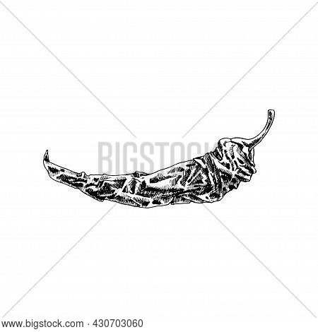 Whole Dry Pepper Chilli. Vintage Hatching Vector Black Illustration. Isolated On White Background. H
