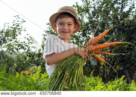 Adorable Little Child Boy In Straw Hat With Carrots In Domestic Garden. Kid Gardening And Harvesting