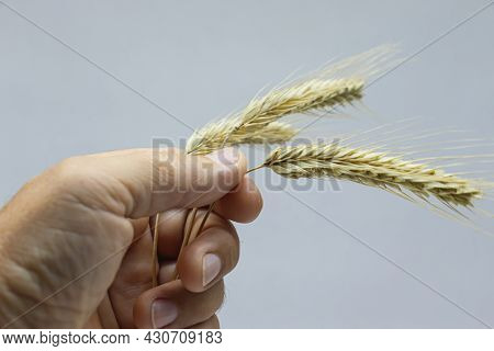 Yellow Ripe Ears Of Rye Of The New Harvest In The Hand Of A Grain Grower.
