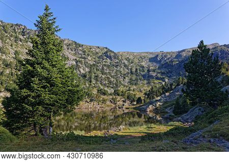 Firs On The Shore Of Achard Lake In Chamrousse Resort, French Alps