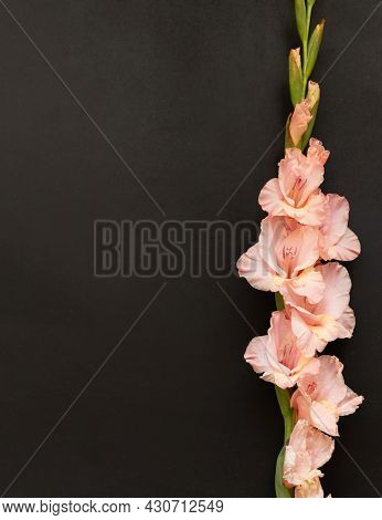 Pink Gladioluses On Black Background. Gladiolus With Copy Space. Greeting Card Fo Valentines Day, Mo