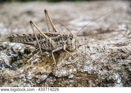 Acrididae (acrididae), Popularly Known As Locust, Tucura, Grasshopper Or Chapulin Is An Orthopteran 