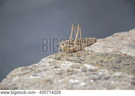 Acrididae (acrididae), Popularly Known As Locust, Tucura, Grasshopper Or Chapulin Is An Orthopteran 