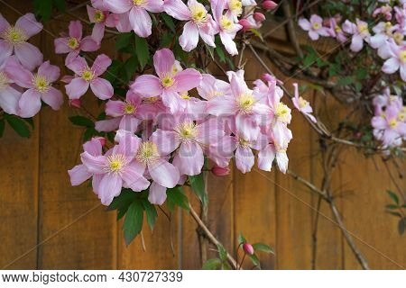 Clematis Montana Flowers ( Clematis Elizabeth) Close Up. Also Known As Mountain Clematis, Himalayan 