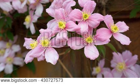 Clematis Montana Flowers ( Clematis Elizabeth) Close Up. Also Known As Mountain Clematis, Himalayan 
