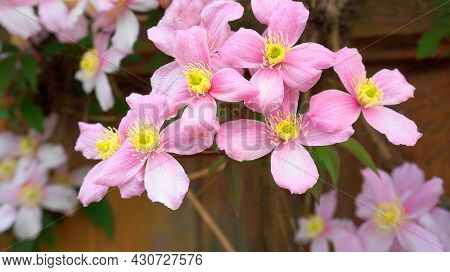 Clematis Montana Flowers ( Clematis Elizabeth) Close Up. Also Known As Mountain Clematis, Himalayan 