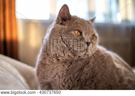 A Big Cat Rests On A Bed In A White Blanket At Sunset. High Quality Photo