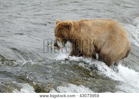 ヒグマのサケをつかまえる