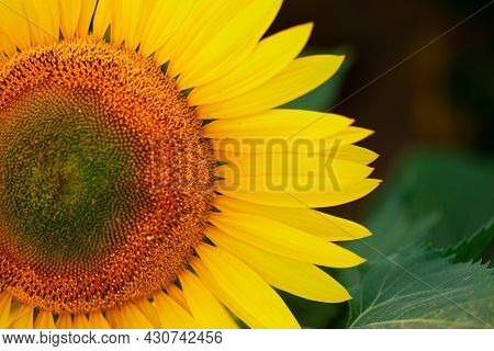 Sunflower On Summer Background.selective Focus.sunflowers Field Background.close Up Of Sunflower Tex