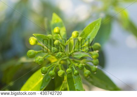 Flower Bud Of Golden Penda, Expo Gold In The Garden.