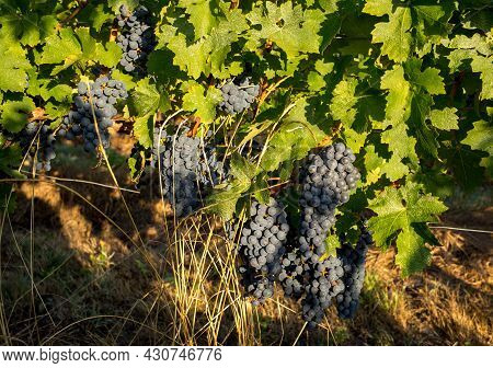 Close Up Of Red Merlot Grapes In Vineyard. Medoc, Gironde, Aquitaine. France