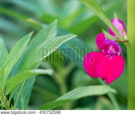 Orchids Flowering In The Garden, Pink Cymbidium Or Boat-orchid Flowers Against Green Leaves