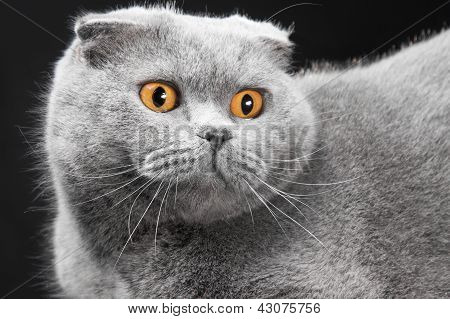 Gatto Scottish Fold blu su sfondo nero