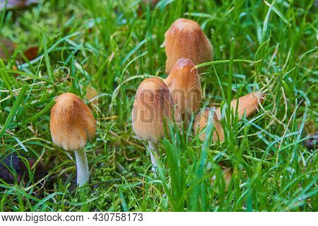Coprinellus Mushrooms Grow In The Grass In Autumn