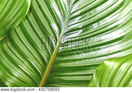 Close Up Of Striped Exotic Houseplant With Botanic Name `calathea Orbifolia Prayer Plant` Eaves