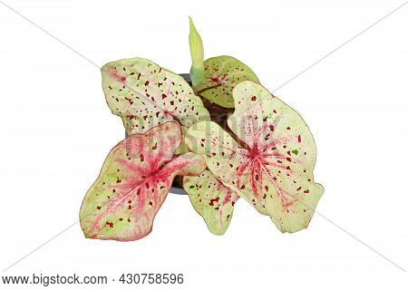 Top View Of Exotic Houseplant With Botanic Name 'caladium Miss Muffet'  With Pink And Green Leaves W