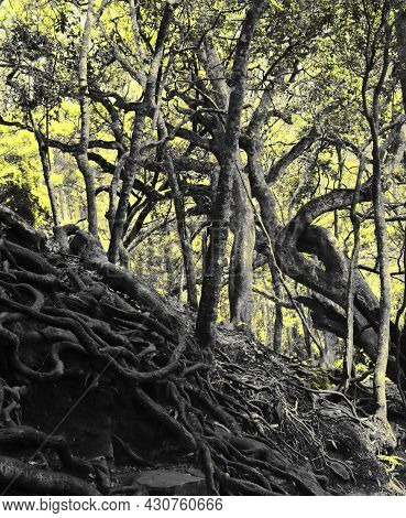 New Leaves Are Coming Out In Springtime In A Deciuous Forest With Beautiful Root Covered Forest Floo