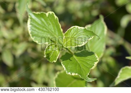 Variegated Weigela Leaves - Latin Name - Weigela Florida Nana Variegata