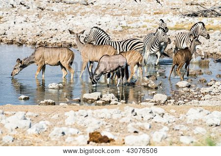 Vilde dyr på et vandhul i Etosha nationalpark, Namibia