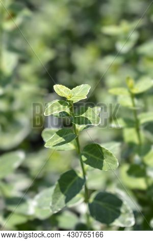 Wintercreeper Emerald Gaiety Leaves - Latin Name - Euonymus Fortunei Emerald Gaiety