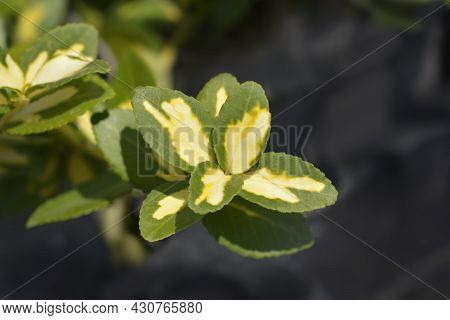 Wintercreeper Blondy Leaves - Latin Name - Euonymus Fortunei Blondy