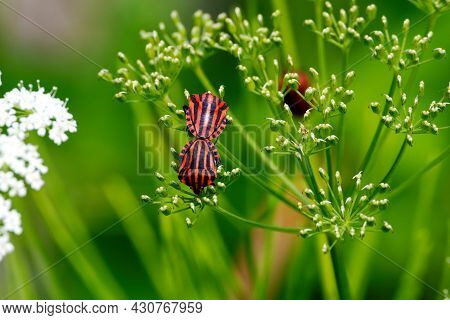 Graphosoma Lineatum Red And Black Striped Stink Bug Mating