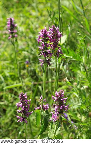 Betonica Officinalis Medicinal Plant And Perennial Herb In A Summer Field