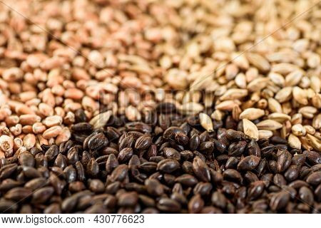 Malted Grain Close Up. Mixed Varieties Of Malted Grain On A Gray Background. Close-up. Top View. Fla